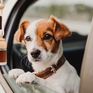 Olori-Sandelhout-Autoluchtverfrisser